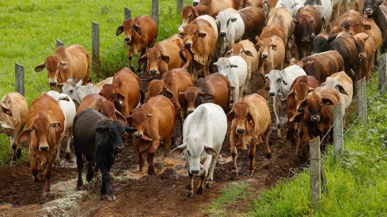 Nutritional Needs of Cattle