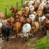 Nutritional Needs of Cattle