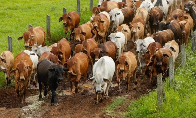 Nutritional Needs of Cattle