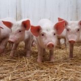 Pig Farming