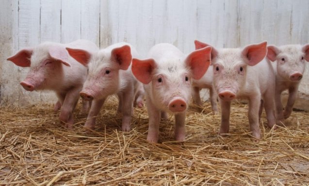 Pig Farming