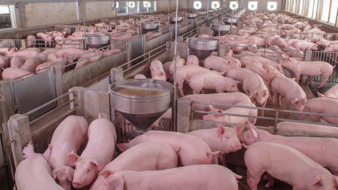 pig-farming-shree-jk-foods