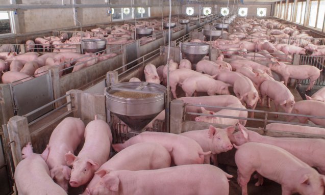 pig-farming-shree-jk-foods