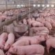 pig-farming-shree-jk-foods