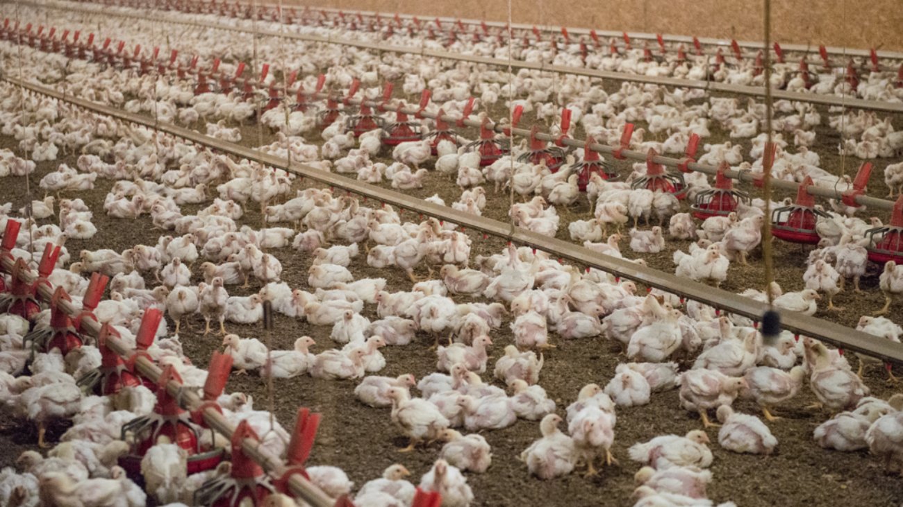 poultry-farming-shree-jk-foods