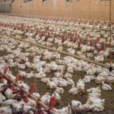 poultry-farming-shree-jk-foods
